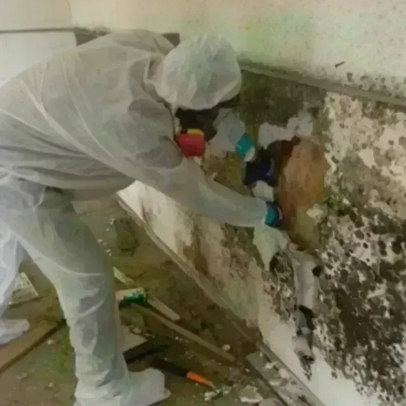 Mold Remediation and Removal in Harrisburg, PA